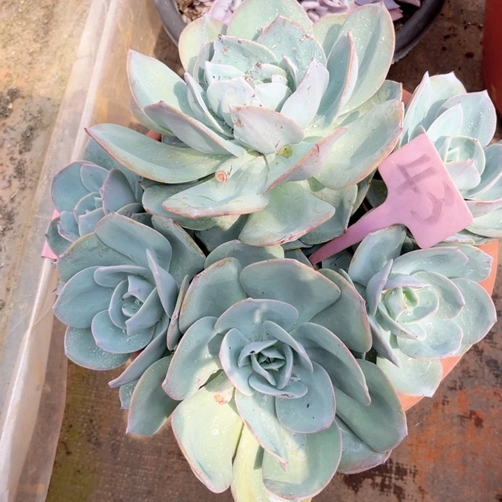 晨语多肉一1物一拍43