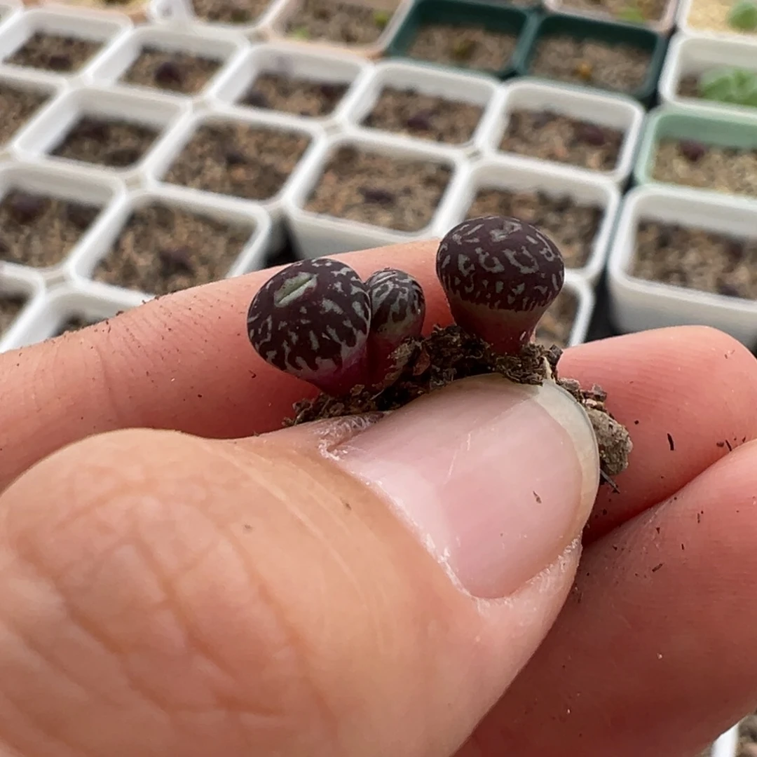 冷***知八千体型 半身流水 发货