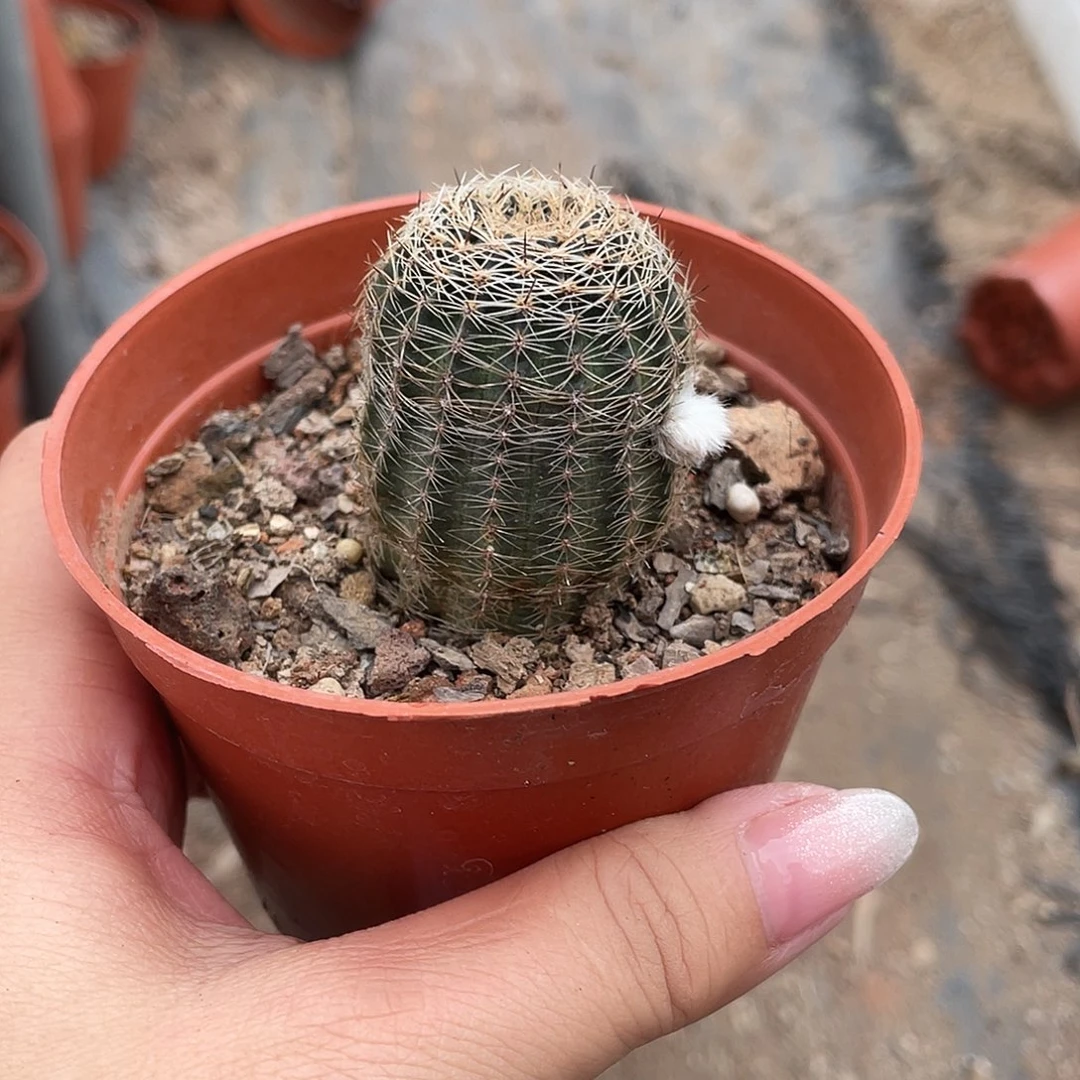 咿***呀仙人球实生高山丽花