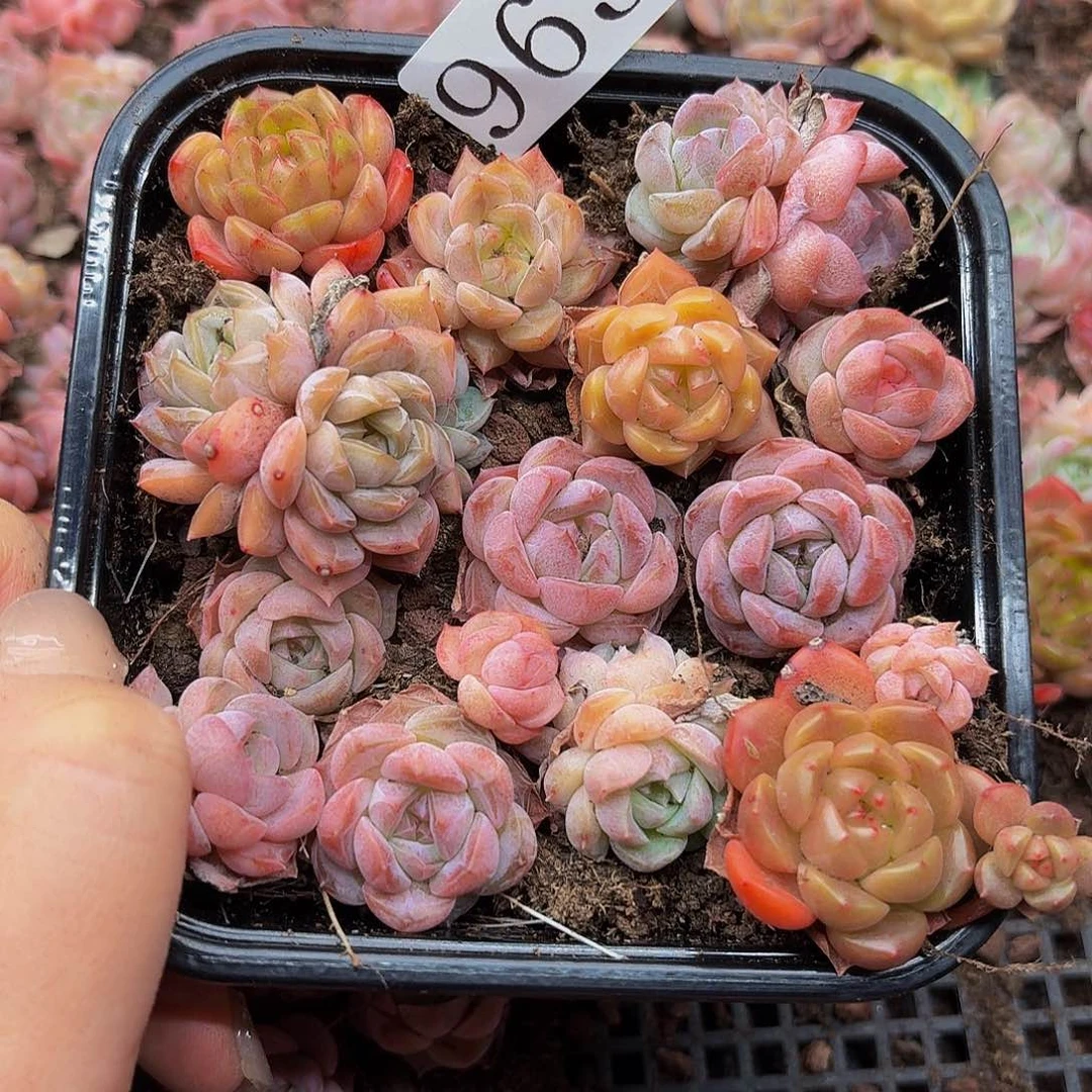 多肉植物多肉植物963