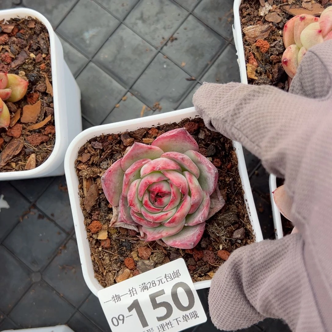 惊鸿仙子单头多肉多肉多肉多肉