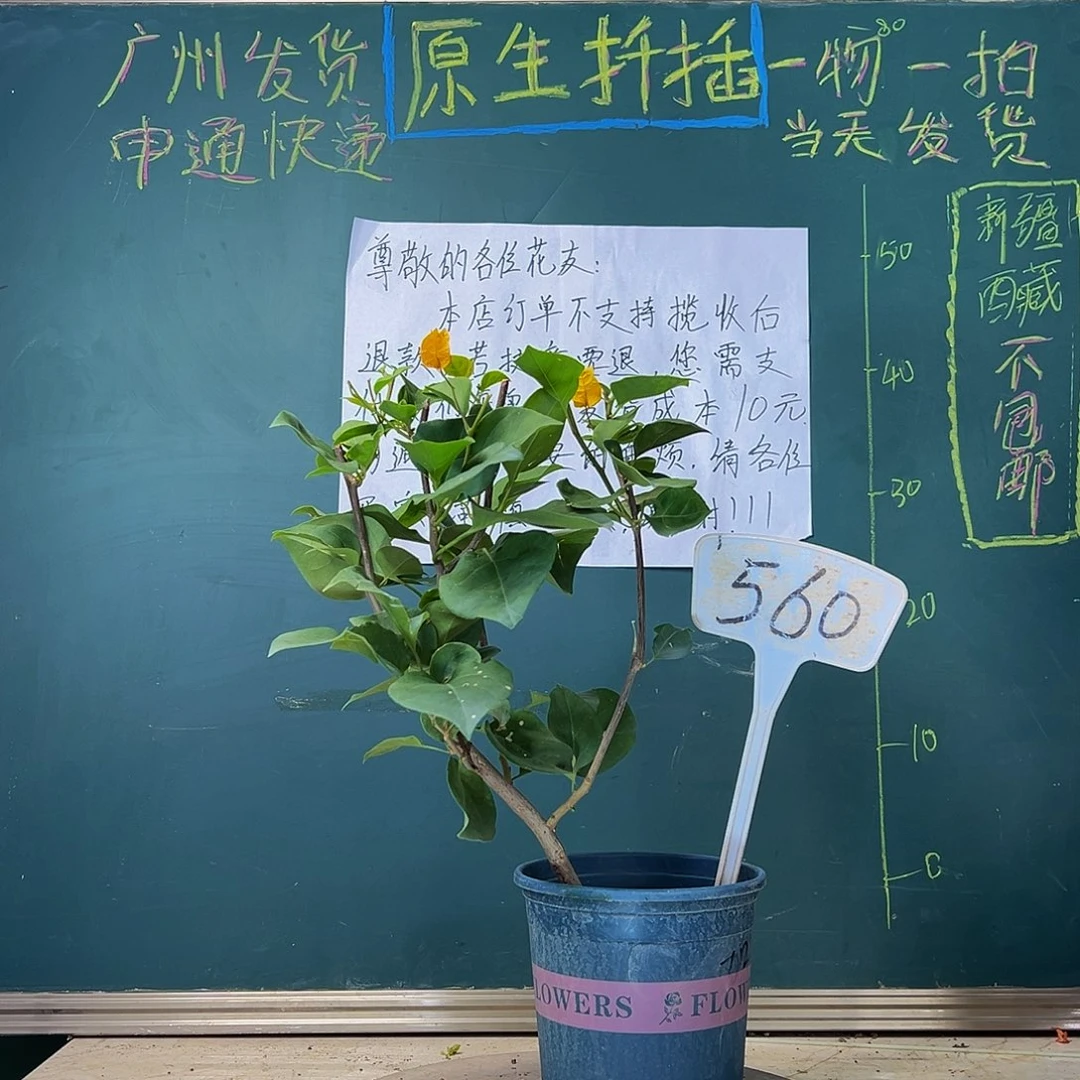 当前无花栽培后可以开花 加州黄金  560