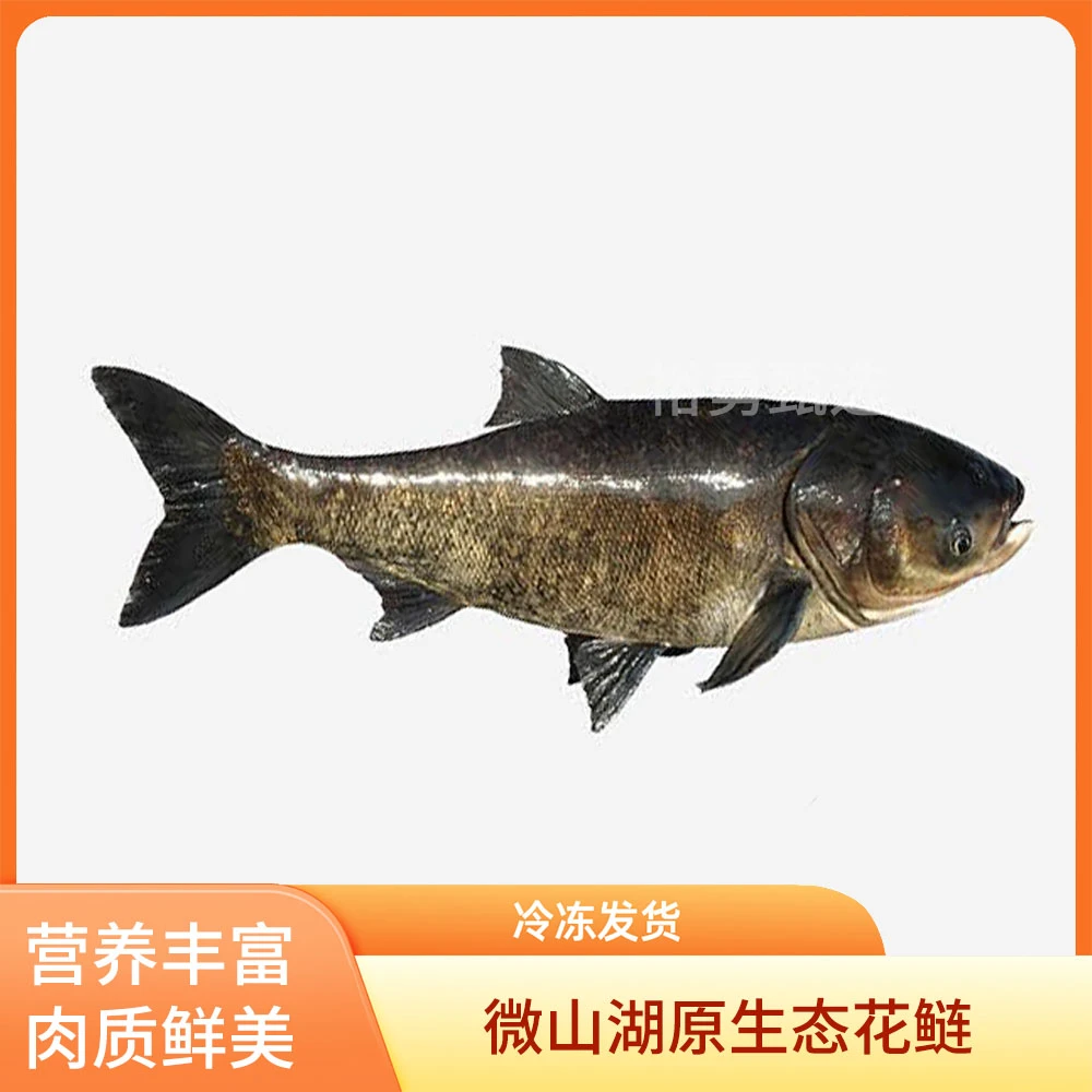 微山湖生态湖鱼淡水鱼花鲢鱼白鲢鱼活鱼现杀顺丰包邮