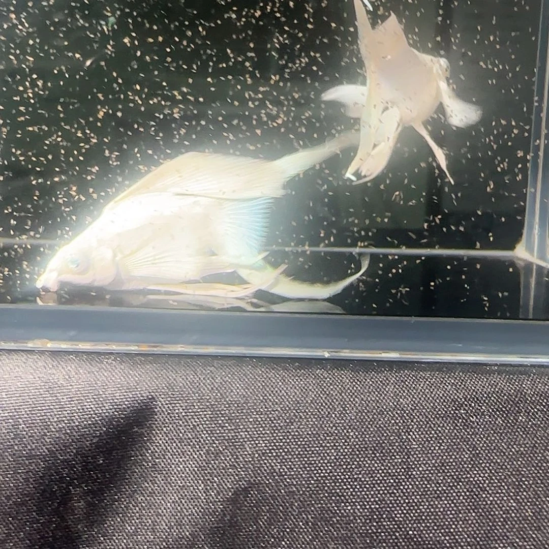 孔雀鱼关注主播可以竞拍