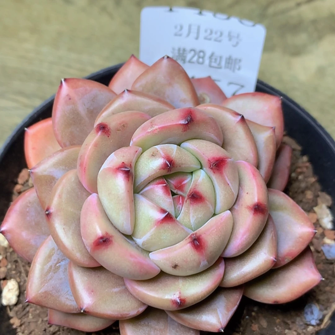 【闪购商品】云1457