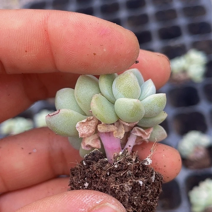 一物一拍满18包邮