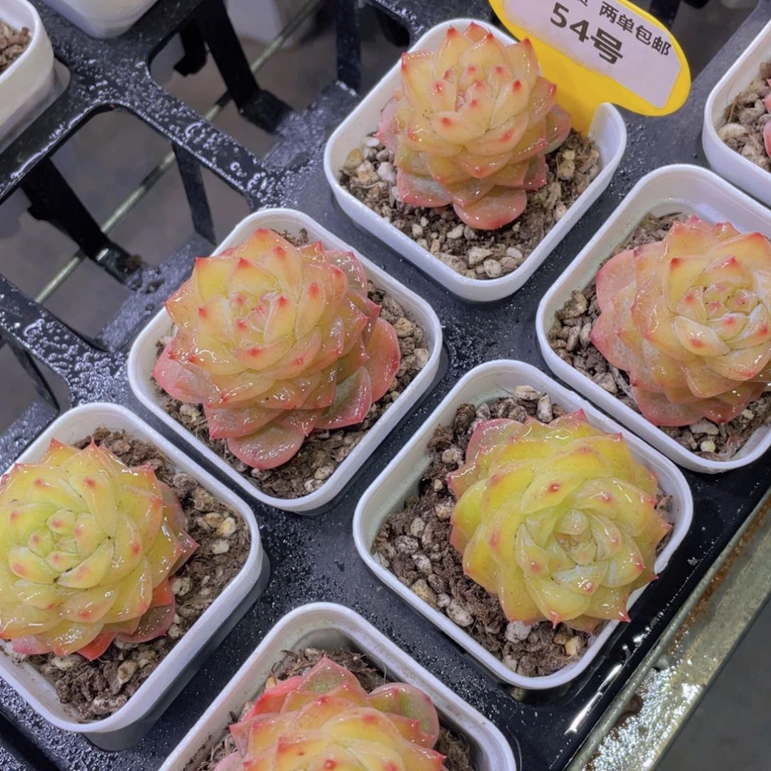 54号 钻石珍妮精品单头一个