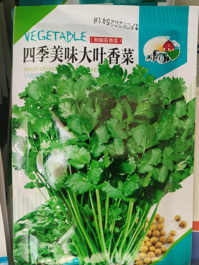 香菜，适合小菜园种植哦