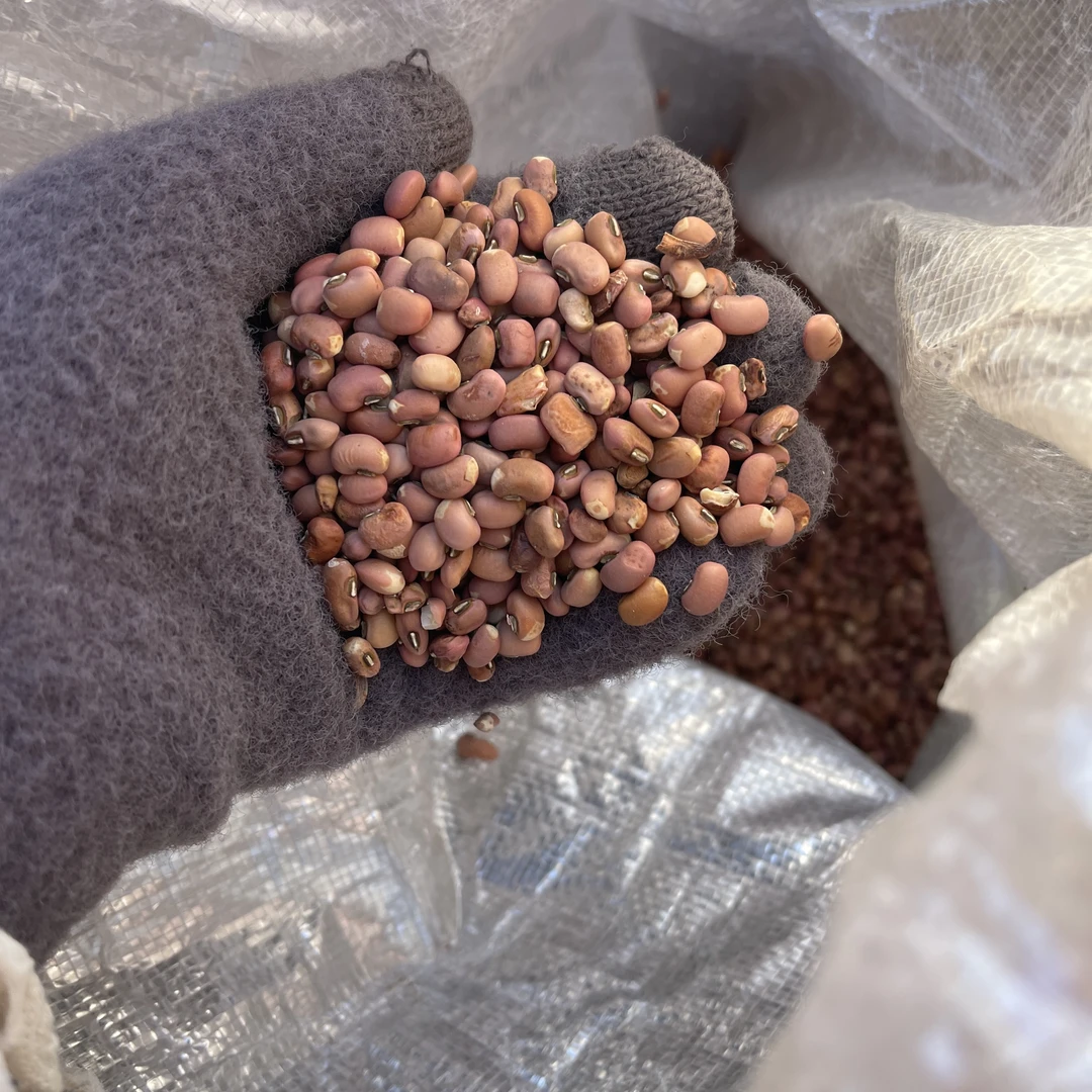 【张大庆】农产品爬豆