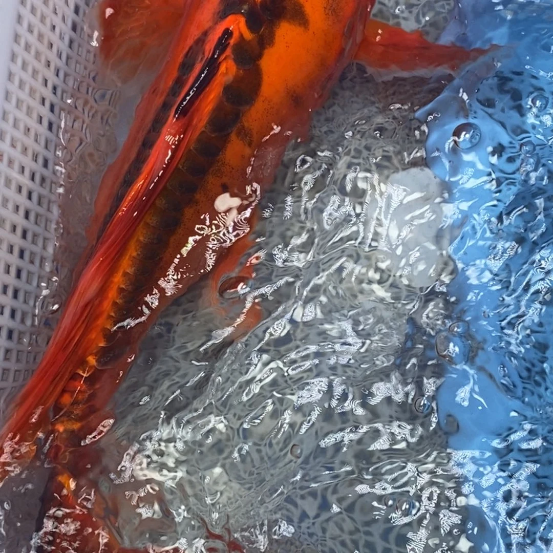 锦鲤冷水锦鲤包邮