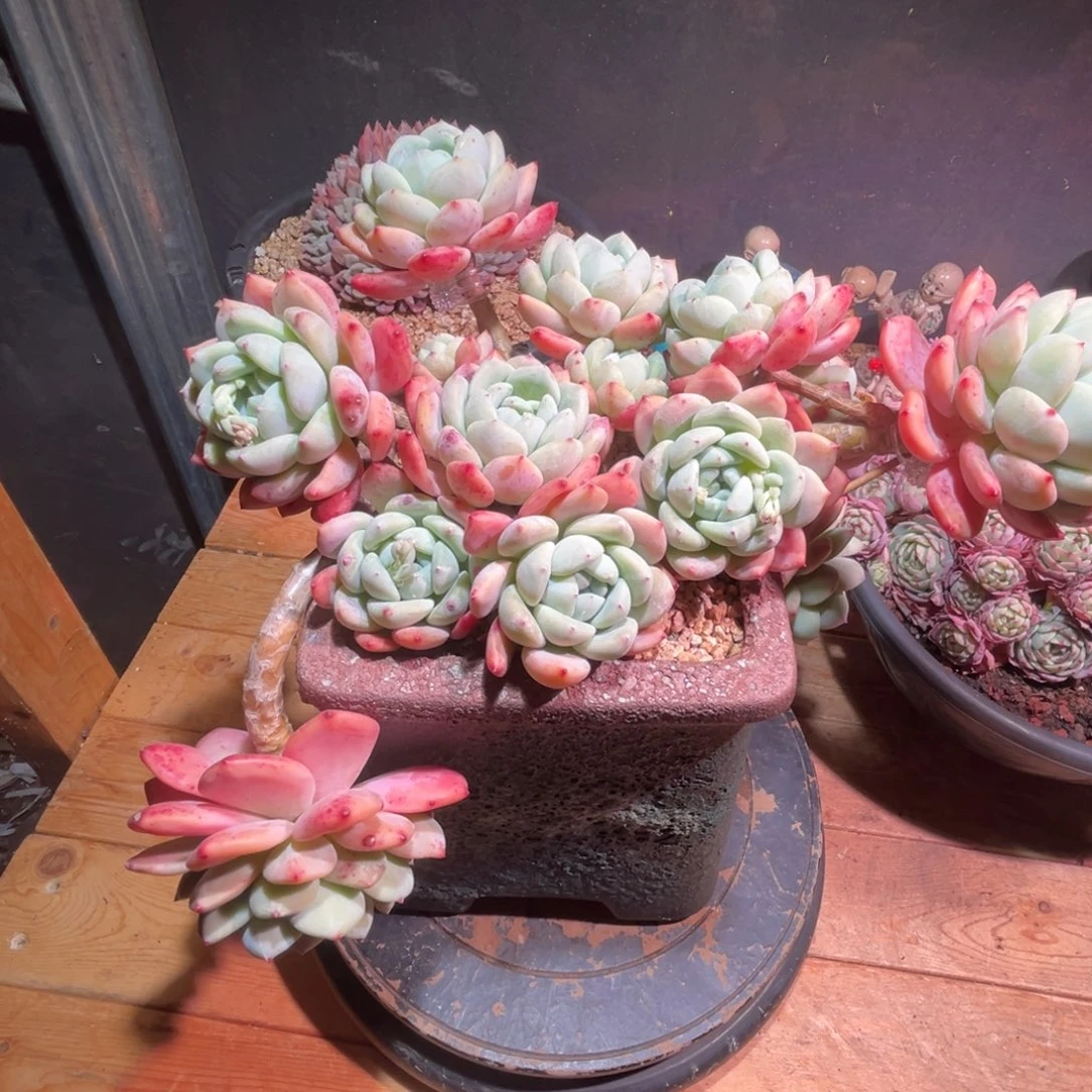 小**傅一物一图，发货