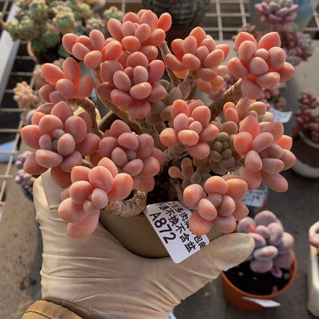 鱼子酱872/10cm多肉