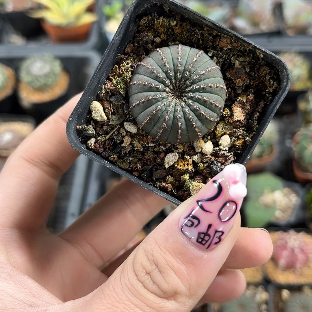 大型士童单头发货有根发货