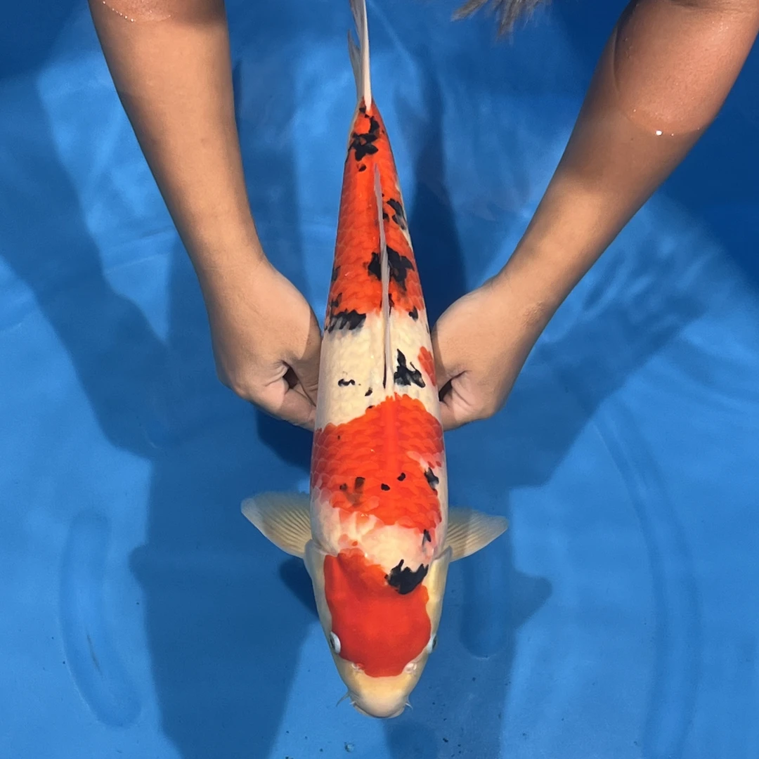 阪井出品甜蜜露比大正锦鲤母（叶）【实际以直播间为准】