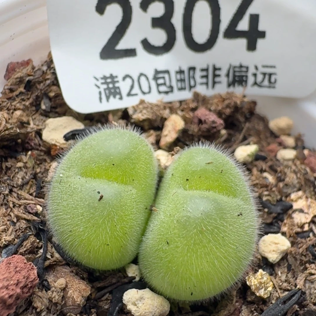长毛翠带盆土。