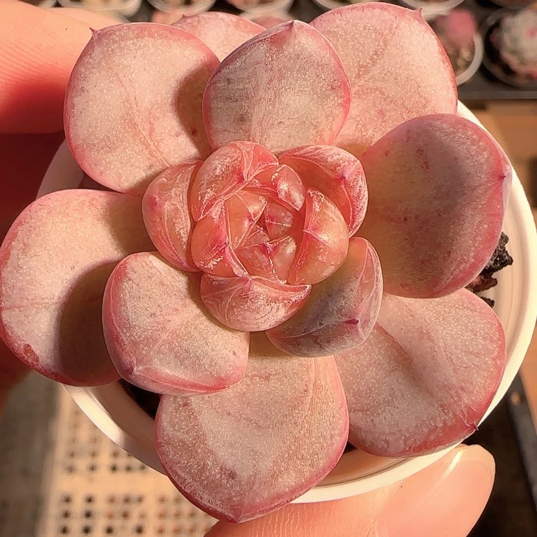 多肉1212-27星星珍妮