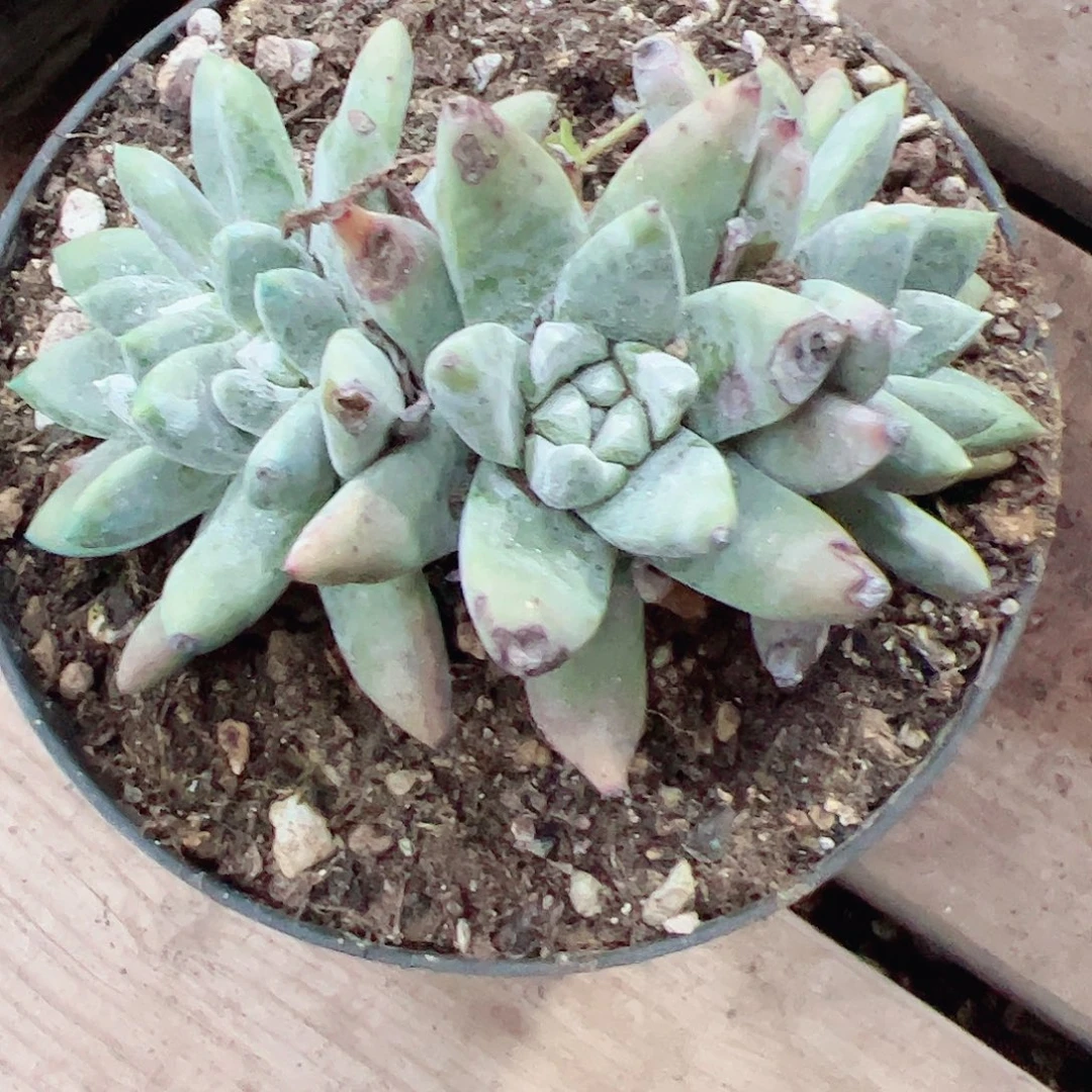 3452白姆仙女杯多肉