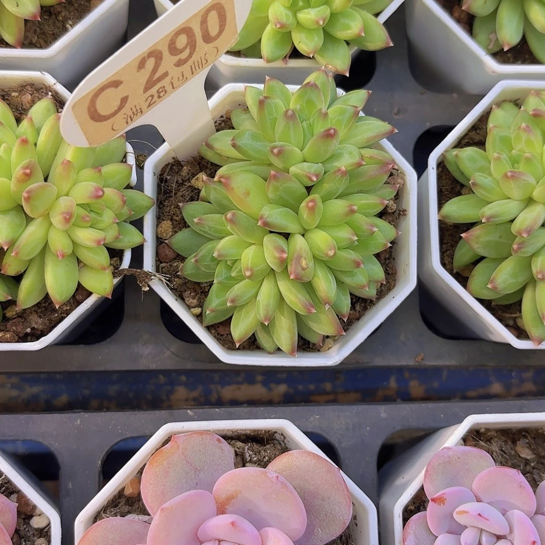 C290甲骨文群一物一拍