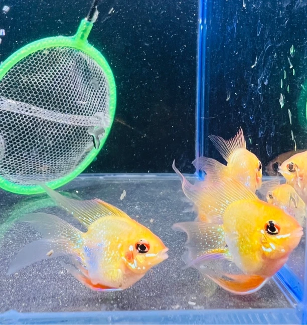 精品桃心长尾金波子青年种鱼小型热带鱼可繁殖