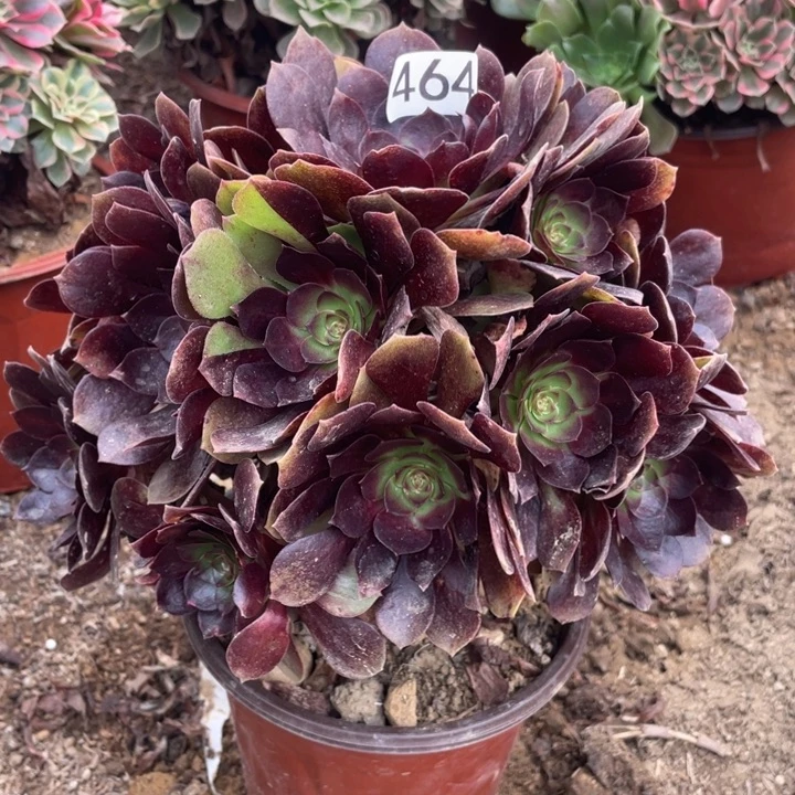 无花朵464多肉植物赤焰莲