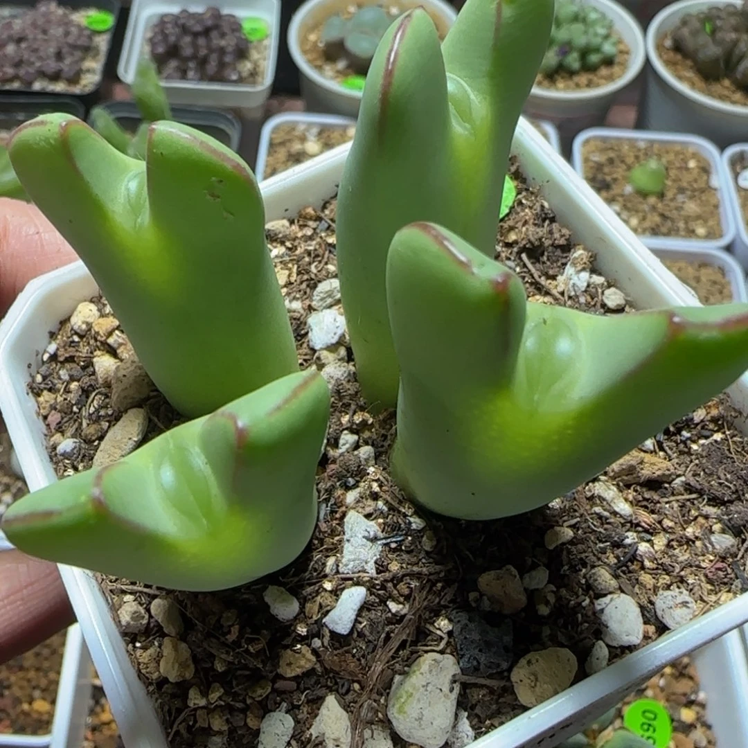 鱼嘴少将多肉植物703