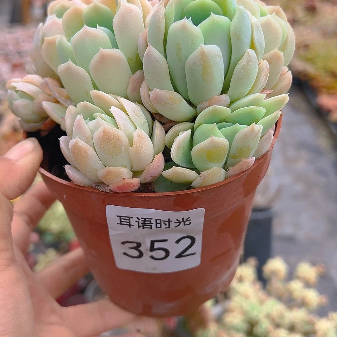 352奶油贝瑞，带盆带土发货