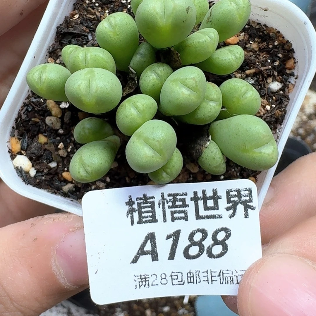 多肉植物的润泽地e
