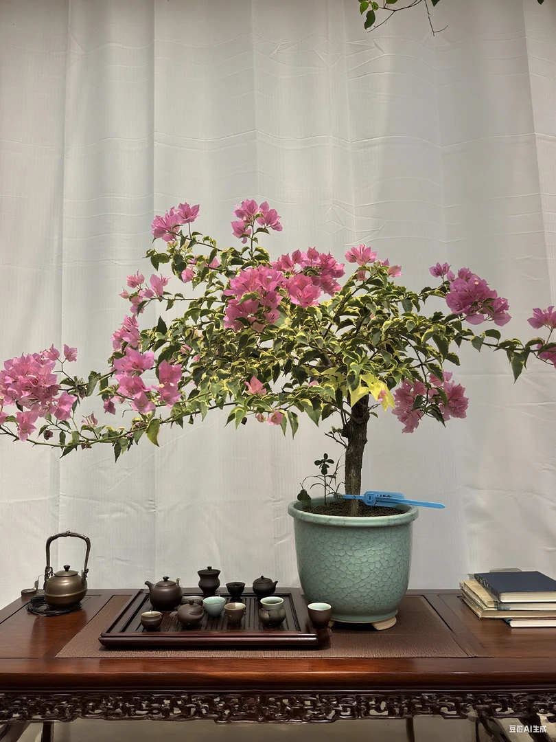 (一物一拍)原生三角梅高飘四季勤花超好看花期长阳台盆栽