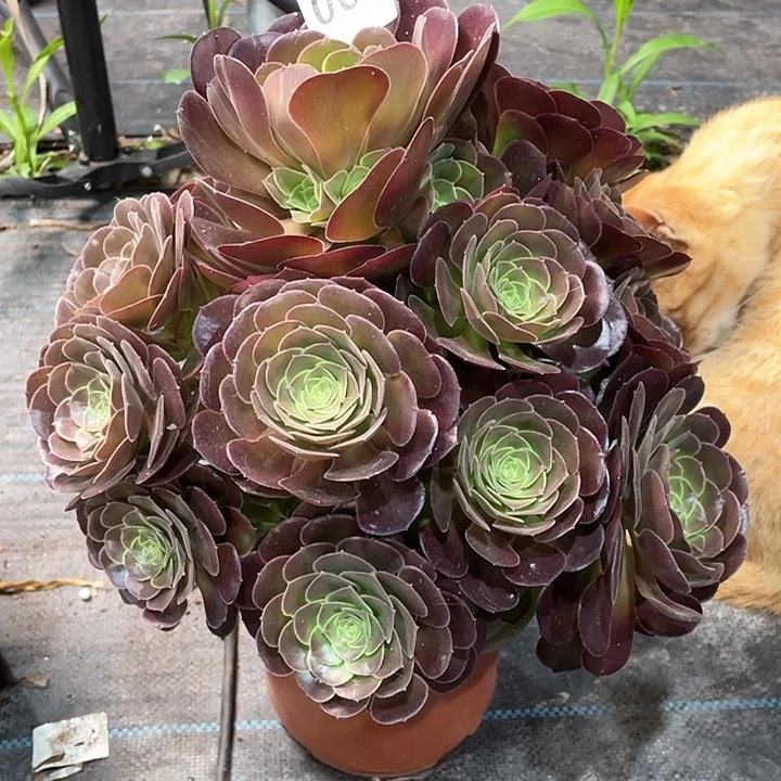 060荷兰玫瑰  冠幅30