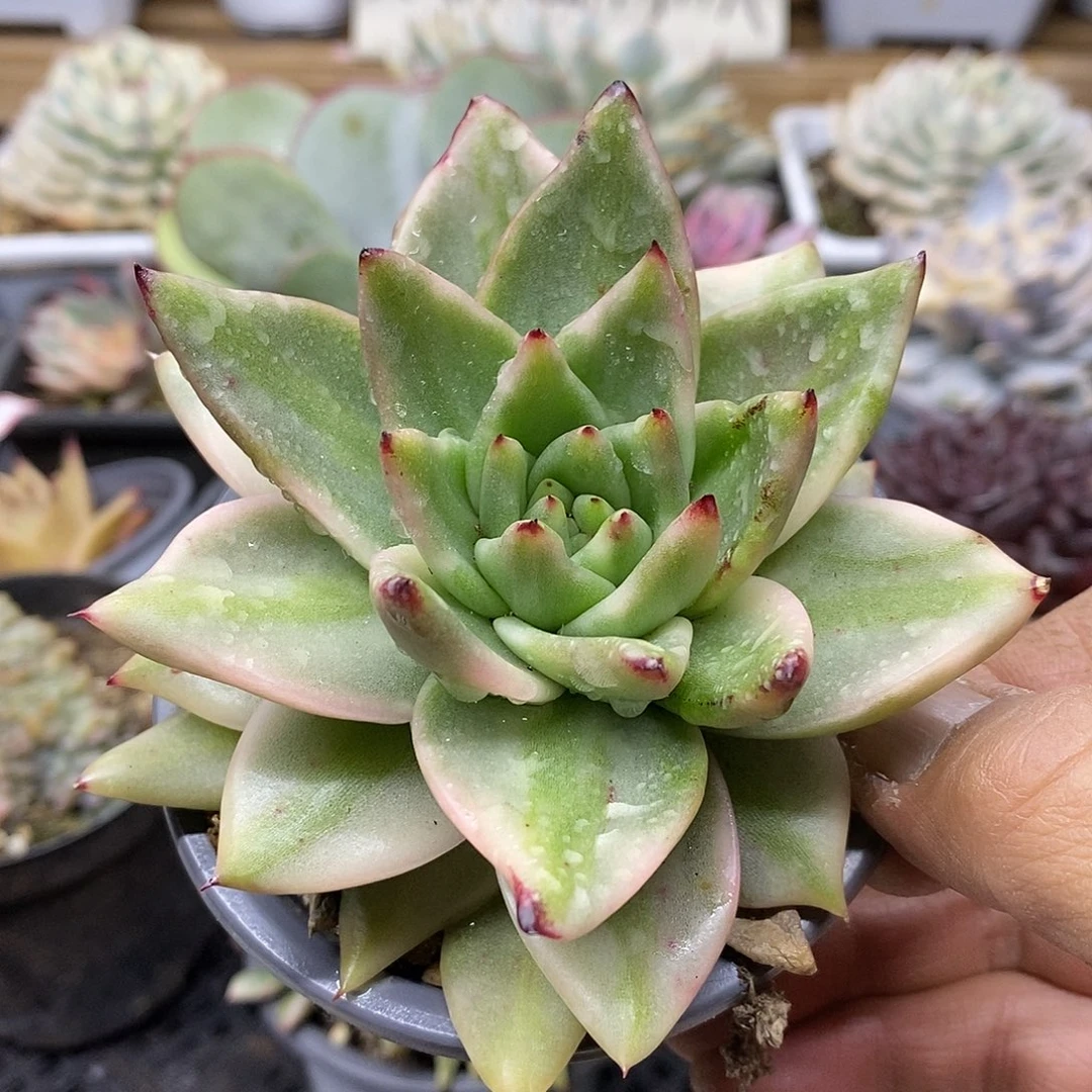 1227 艾克魂锦多肉