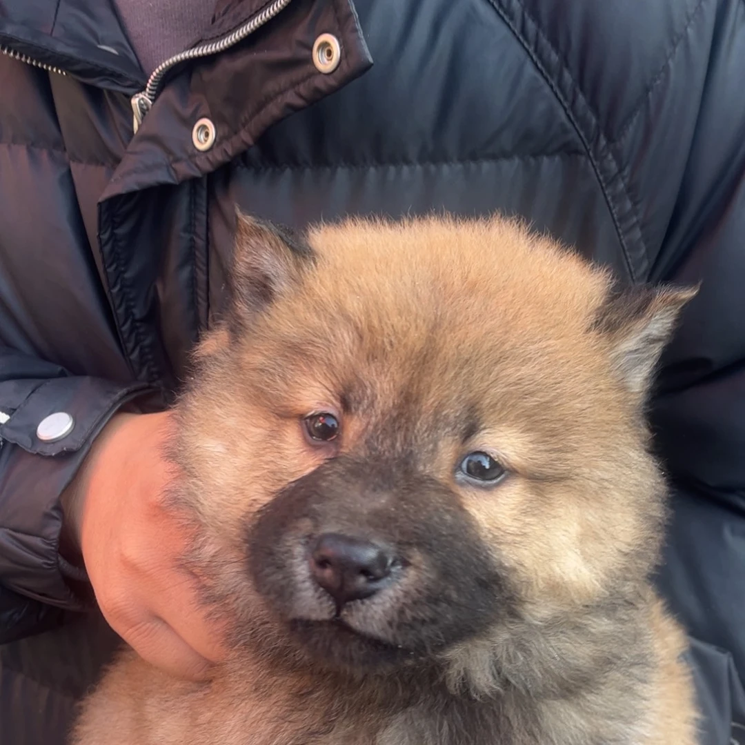 r***皮中华田园犬小弟弟