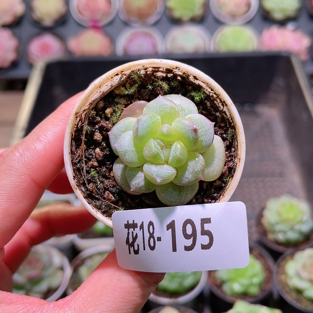 花利美18-195新品珍妮