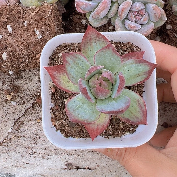 拉丝锦惊鸿19包邮多肉植物