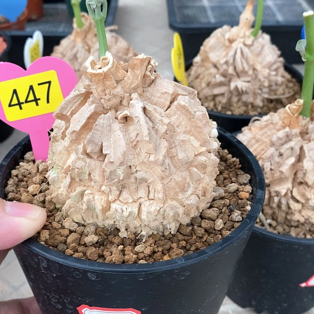 墨西哥龟甲萝摩萝摩