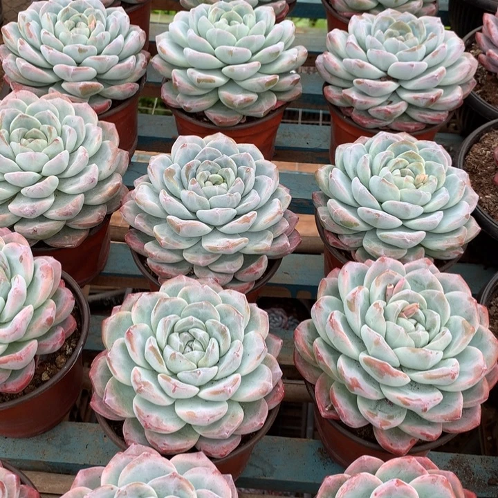 超大母本单头冰玉两单包邮