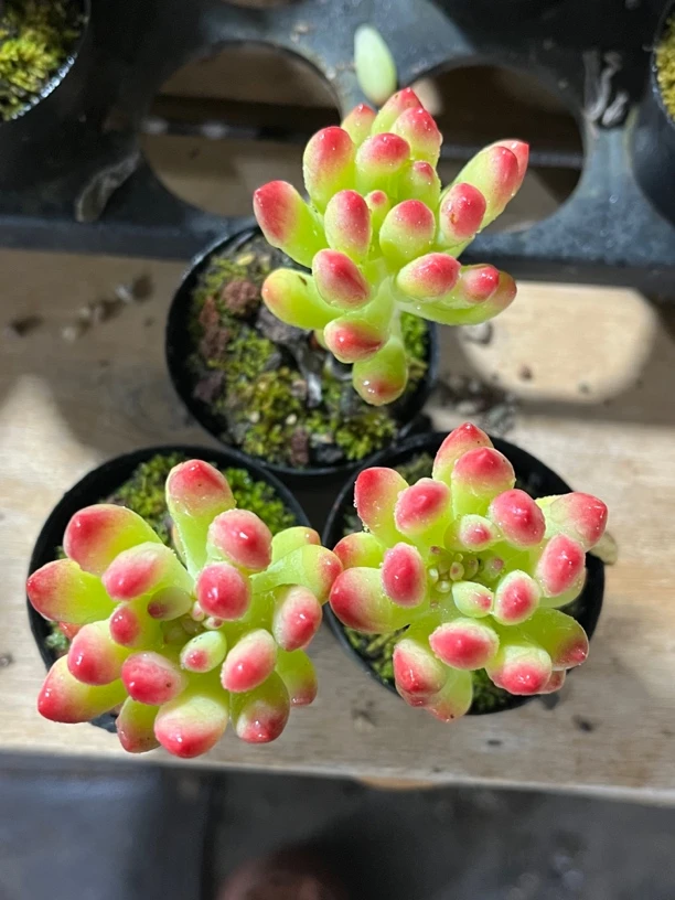 【任意两单包邮】春萌精控5厘米杯3盆多肉植物，带盆土发