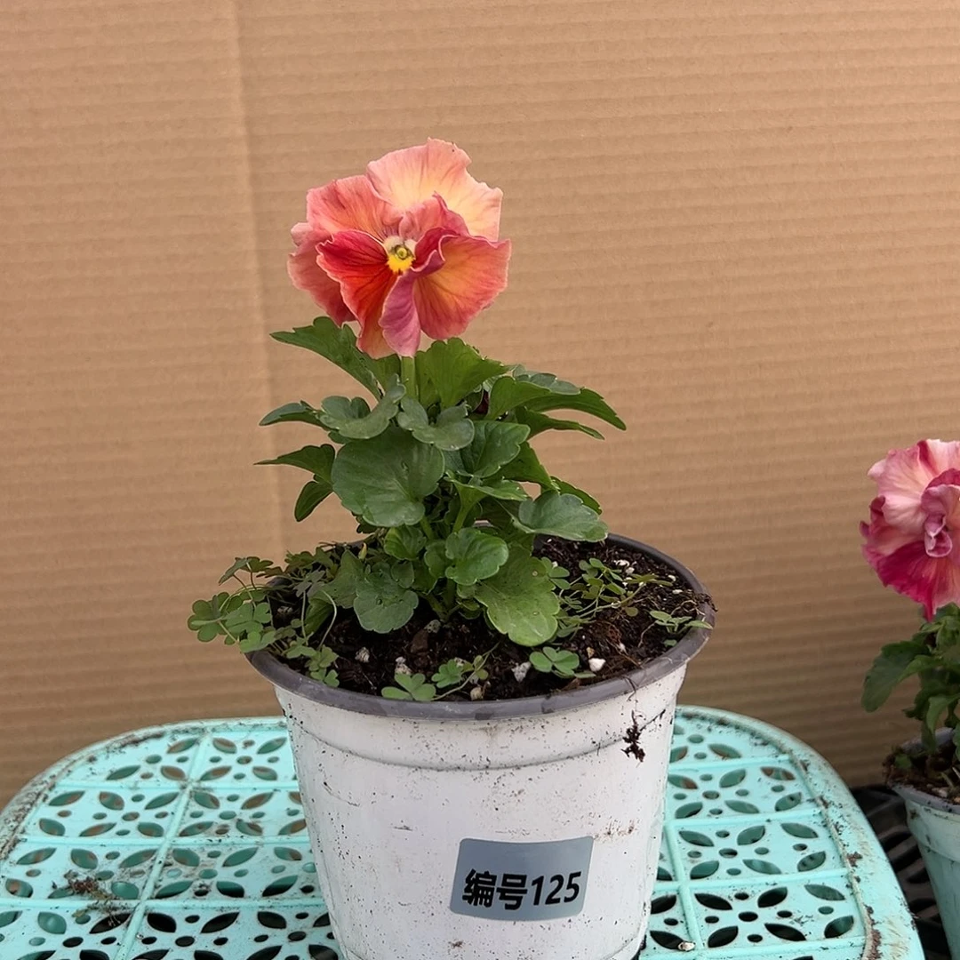 【闪购商品】完全开放125号