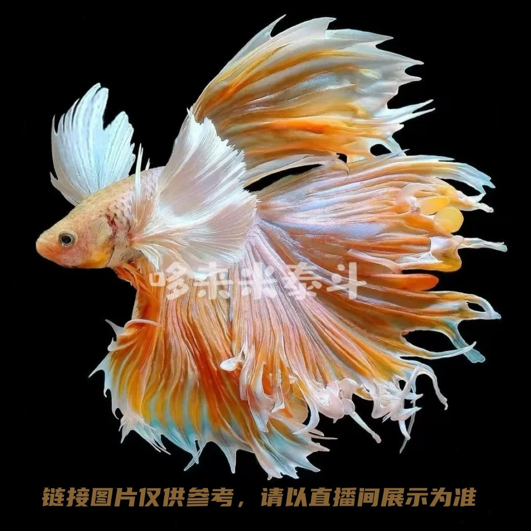 A5 （097-120）哆来米泰斗直播选号泰国斗鱼小型热带观赏鱼无需打氧