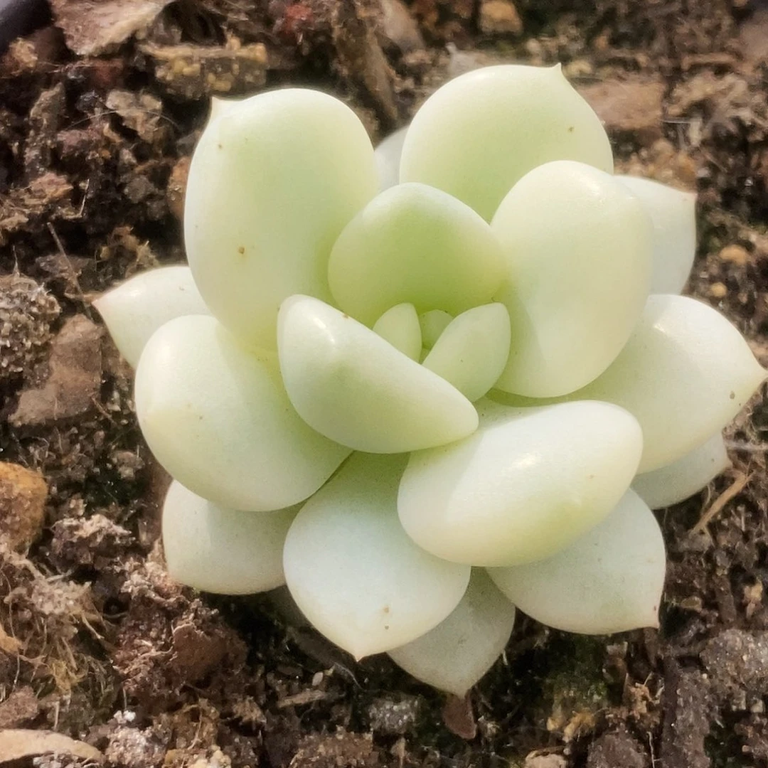 2新香水锦锦锦锦锦锦锦锦锦