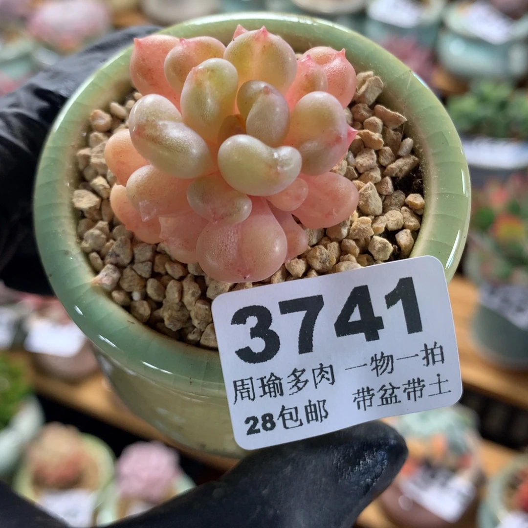 精控多肉植物3741