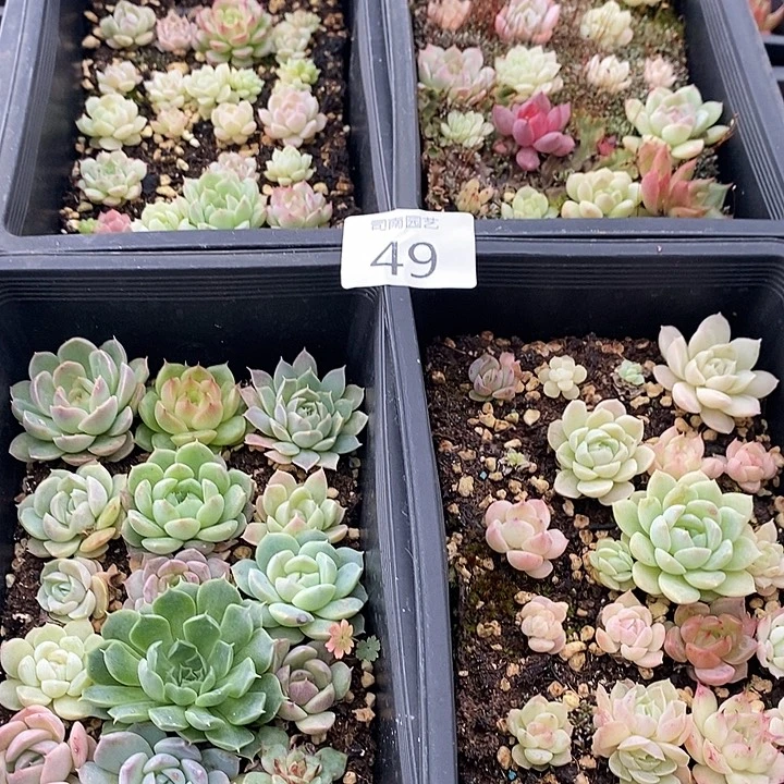 49 多肉植物盆栽花卉