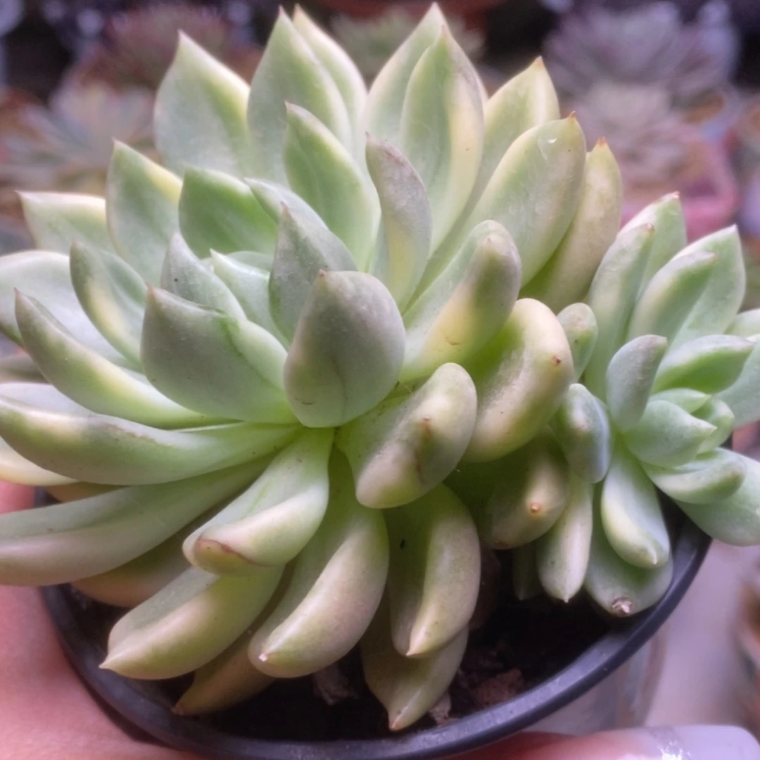 215东云杂锦锦锦锦锦锦锦锦