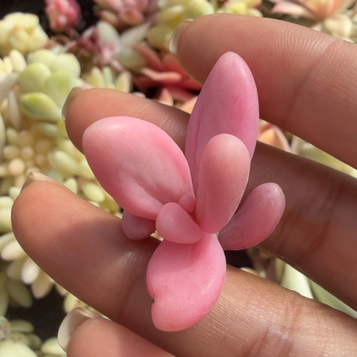 红手指锦 腹轮锦 不石化