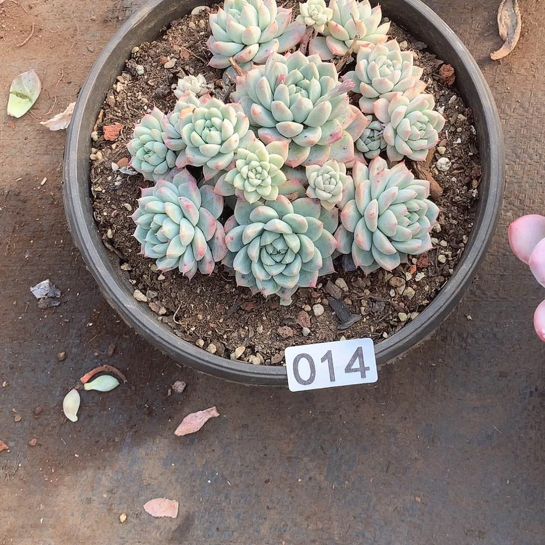 014 一物一拍多肉！