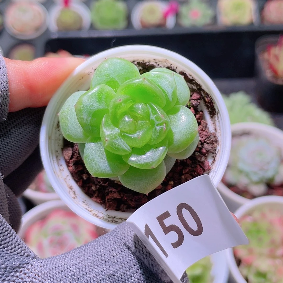 花利美 8-150新品珍妮