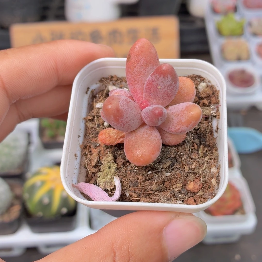 糖果美人多肉9.9包邮发货