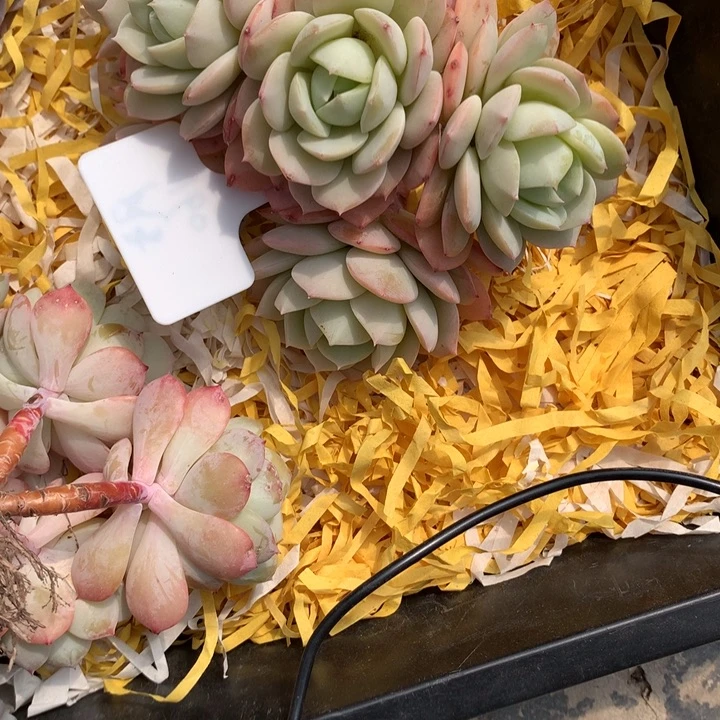 恋曲朵朵好看发货