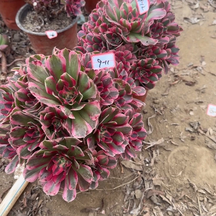 9-11 12女妖多肉不包售后