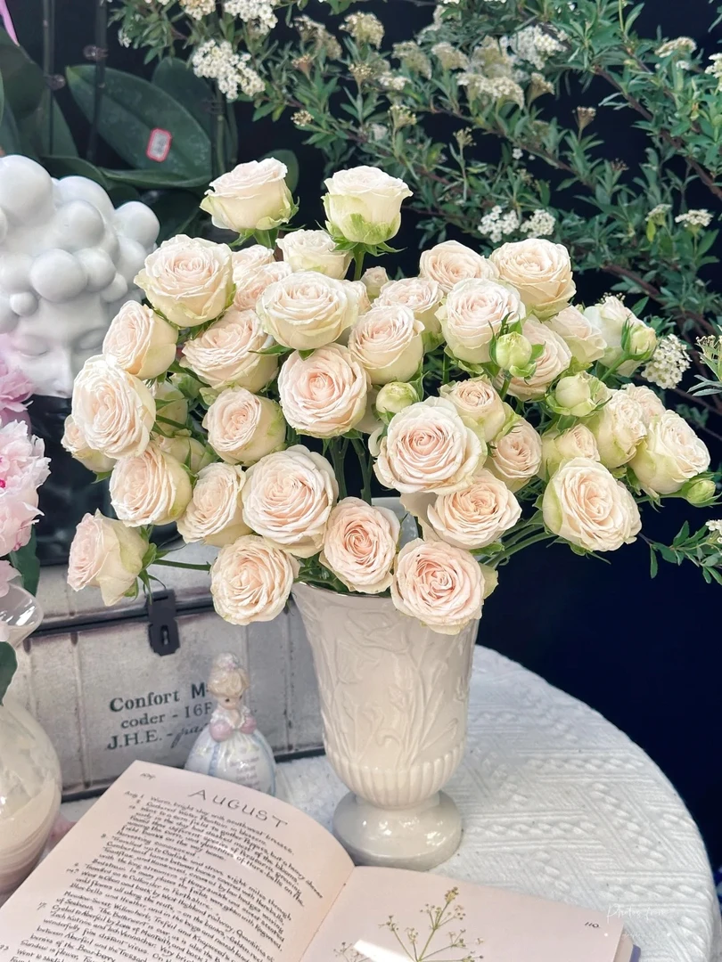 索菲稀有多头玫瑰---收到花第一时间醒花