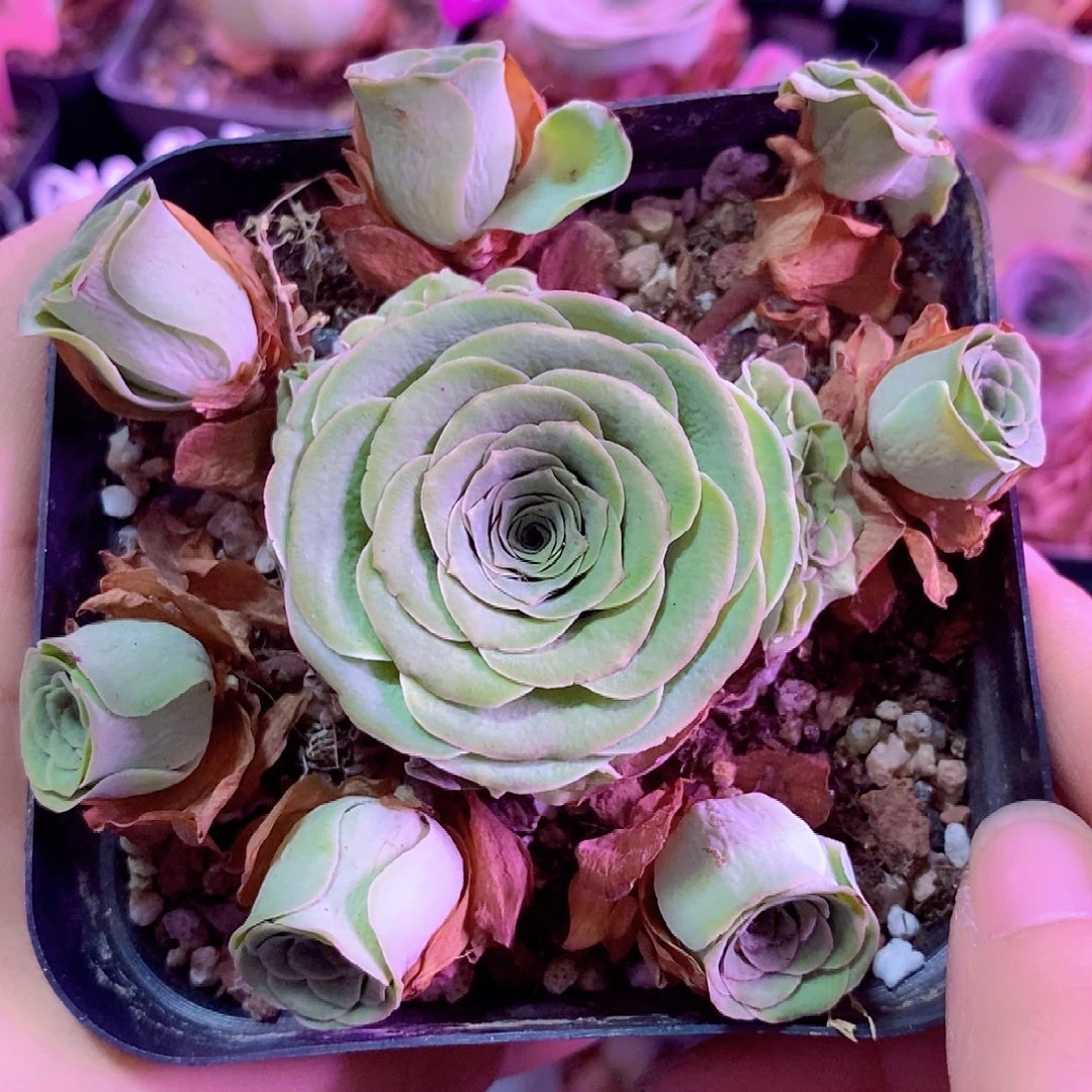 卖***姐山地玫瑰下播福利一物一拍566花千骨